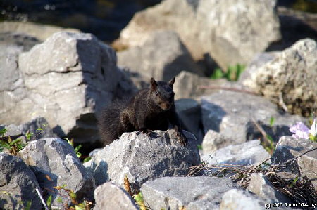 Black Squirrel