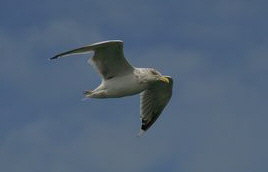 Mwe - St. Lorenz Strom