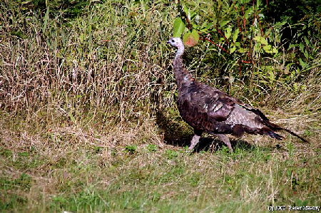 wilder Truthahn wilder Truthahn