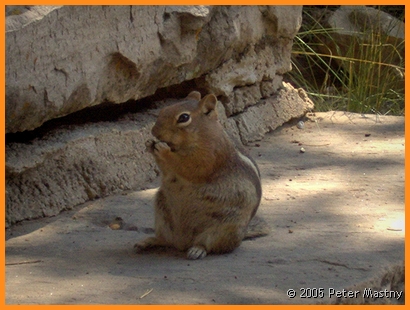 Chipmunk mit dickem Fell