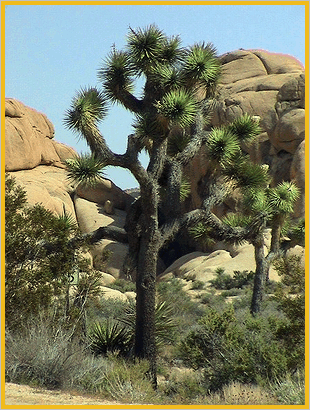 Joshua Trees